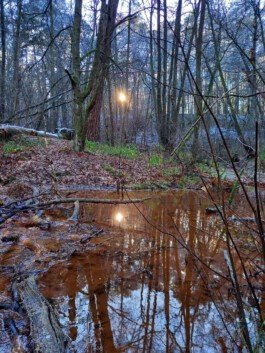 Tief stehendes Sonnenlicht scheint zwischen kahlen Bäumen hindurch und spiegelt sich in einer Wasserfläche auf dem Waldboden.