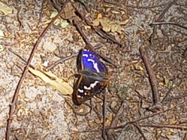 Ein Schmetterling mit blau-violett und braun gemusterten Flügeln sitzt zwischen Zweigen und trockenem Laub auf dem Boden.