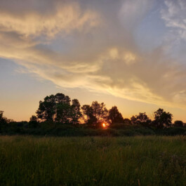 Die untergehende Sonne scheint durch eine Baumreihe über einer weiten Wiese unter golden leuchtenden Wolken.