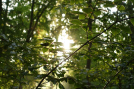 Sonnenlicht fällt durch das grüne Blätterdach eines Baumes.